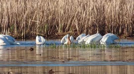 Pelicans fishing on Lake Superior in Ashland WI