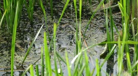 Marsh frogs of the Romney Marsh - Rare footage