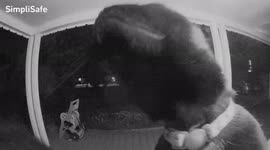 Cat rings doorbell looking for snacks, but is scared off by fireworks