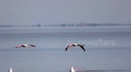 Beautiful flamingos fly over Italian lake and take a dip as they look for food