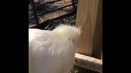 Crowing Competition - Silkie V’s  Polish
