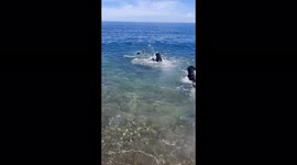 Loyal Rottweilers rescue owner who pretends to drown in Sicily