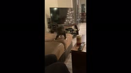 Mr. Archie LOVES playing fetch... and putting things in his water dish.