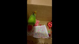 Crazy, goofy lovebird parrot attacks toy like a fighting warrior