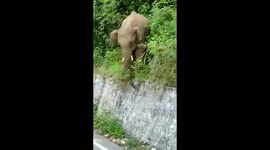 Intelligent elephant was seen sliding down the concrete barrier instead of climbing in South India