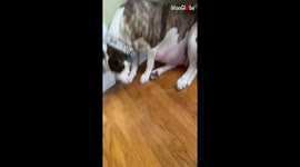 Touching footage shows traumatised rescue dog's journey back to happiness