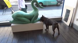 Beauty and the Beast at the ROA Gallery on Pall Mall  - French bulldog interacts with sculpture