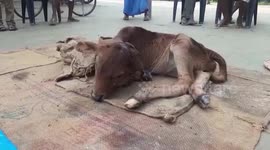Cow gives birth to calf with 2 heads, 4 eyes, and 2 ears in eastern India
