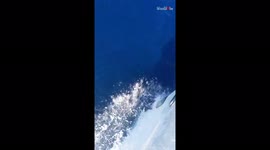 'Mediterranean Sea: Playful Dolphin Rides the Bow Wave'