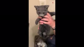 Adorable moment US man rescues kitten trapped in wall