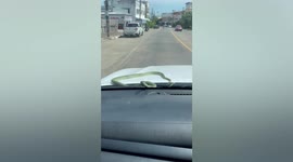 Terrifying moment snake emerges on car windscreen