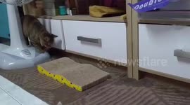Cat and mouse play like Tom and Jerry inside house