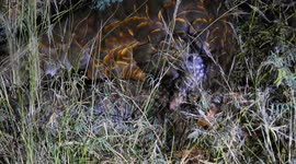 Adorable moment pangolin mother spotted carrying baby on back