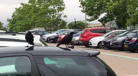 Strange Behaviour from these Crows in a Car Park in Milton Keynes, UK