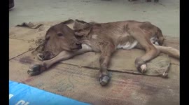 A calf born with TWO HEADS is seen as