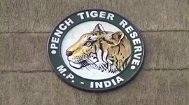 Tigress gives birth to 5 cubs in central India