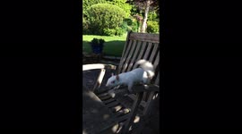 Rare Albino Squirrel meets a sabre toothed Squirrel !
