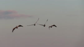 Pelicans in flight coming in for a landing on Lake Superior Ashland WI