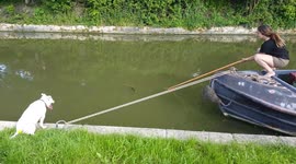 Dog patiently waits as boater fishes his favourite stick out from river in Bath, UK