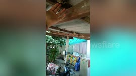 Skilful snake wrangler catches python with one hand