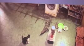 Pet cat comes face to face with wandering monitor lizard in Thailand