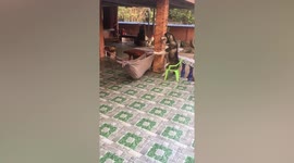Pet husky 'rocks' dog friend to sleep on hammock during hot day in Thailand
