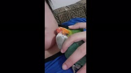 Lovebirds Cuddling and Giving Smooches to Each Other