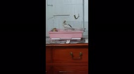 A Pet Lovebird Figured Out How to Escape from Her Cage