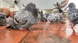 Doves and crows splashing water from a sudden pool that was formed on a rainy day in Chennai