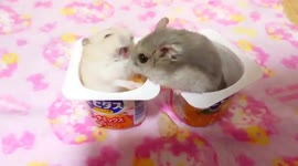 The cheek of it! Hamster dubbed 'Tyson Furry' lands knock-out blow to food rival