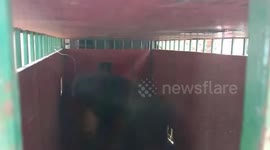 Forest officials rescue angry bear from residential area in central India