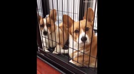 Why Am I Locked In Here? I've Been A Good Boy