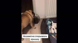 Brilliant Pug Removes Lid And Helps Itself To Treats