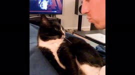 Germany: Cat Avoids Kisses From Owner