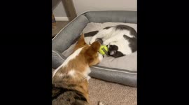 US: Cat Keeps Corgi Away From Ball
