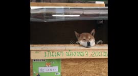 Adorable Shiba Inu Runs Sweet Potato Stand