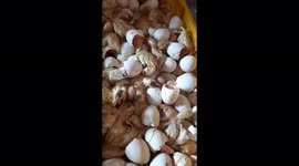 Hundreds of eggs hatch due to hot weather in Vietnam