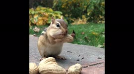 Adorable Chipmunk Stuffs Chubby Cheeks With Peanuts