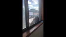 Japan: Monkey Violently Pounds Window In An Attempt To Break In