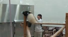 Japan: Panda Doesn't Wanna Go Home Yet