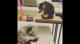 Taiwan: Teasing Gets Personal between Cats