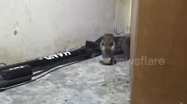 Cobra found hiding under grandmother’s wheelchair in Thailand