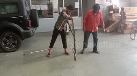 Father-son snake catcher duo remove cobra from car showroom in central India