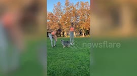 Watch these Adorable American Shepherds who love nothing more than helping their mum keep fit!