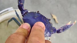 Vietnamese fisherman baffled as he catches bright purple crab