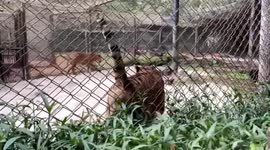 Tiger at Chinese zoo urinates on man after he teases it