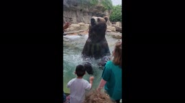 Grizzly bear gets giddy for kids, gregariously bounces in water