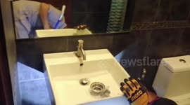 Wild python caught hiding under a toilet in Thailand