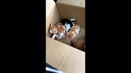 US man finds box full of kittens left on roadside in middle of woods