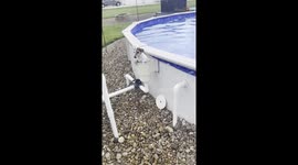 Little dog has genius way of exiting swimming pool